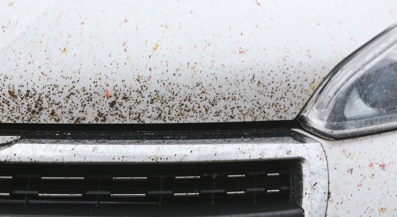 Sur Avant Insect Le printemps arrive! Que doit-on prévoir pour nos autos? | Maniac-auto